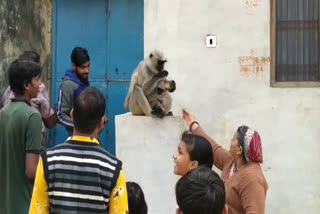 members of the Nageshwari temple feed monkeys