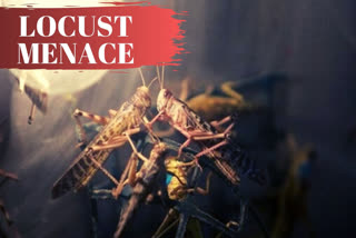 Locust menace in Rajasthan to worsen if bugs breed