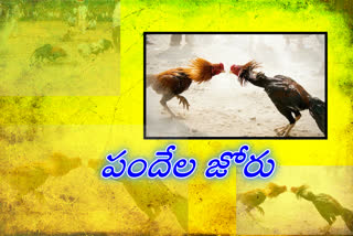 kodipandelu-conduct-in-various-places-in-ap