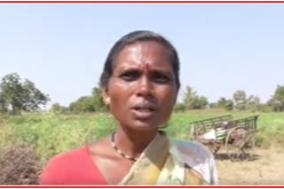 Story of Vandana Dhamne, a farmer in Hingoli district