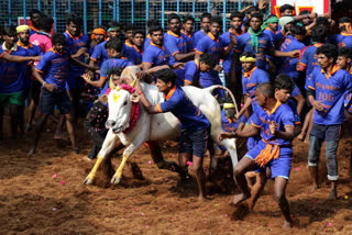 Tamil Nadu: 700 bulls participate in Jallikattu in Madurai's Palamedu