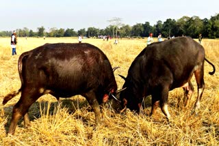 buffalo fight at raha and amguri