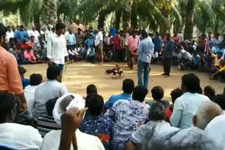 big cock fights in sankranthi festivel celabrations