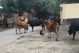 Shahdara: Nand Nagri upset with destitute animals