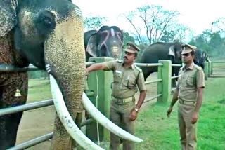 Pongal Festival held at Mudumalai Elephant Camp, Mudumalai Elephant Camp nilgiris, யானைகள் முகாமில் பொங்கல் விழா