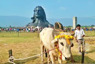 ஈஷா யோகா மையம் சார்பில் மாட்டுப் பொங்கல், Isha pongal function in coimbatore