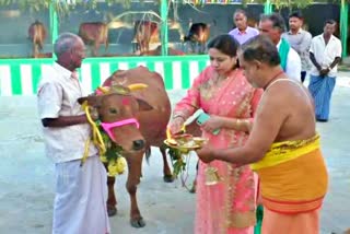 mattu pongal celebrated by private college in perambalur, 100 மாடுகளுக்கு ஒரே நேரத்தில் பூஜை