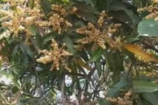 mango-crop-has-an-outbreak-of-the-disease