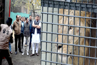 Pair of two lions brought to Vanvihar from Bilaspur