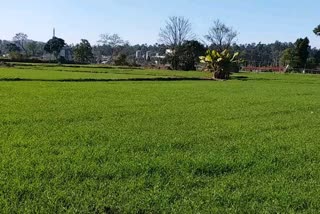 Yellow rust may occur in wheat sirmaur