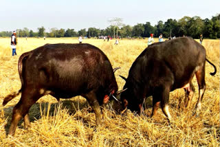 buffalo fight