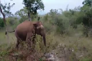 தாளவாடி அருகே பேருந்தை துரத்திய யானை  காட்டுயானை தாளவாடி  sathy elephant cross the road  சத்தியமங்கலம் செய்திகள்