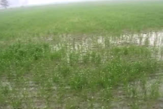 crop damaged due to hailstorm in palwal