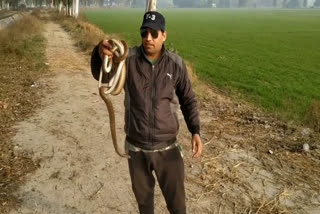 JIND SNEK CATCHER SONU