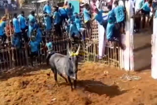 jallikkattu