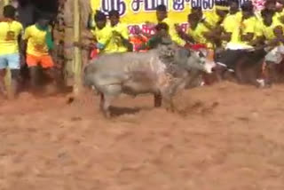 trichye avarankadu jallikkattu