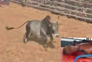 bulls-owner-died-in-trichy-jallikattu-festival