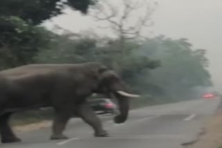 terror of elephant haridwar news, हरिद्वार में हाथी का आतंक समाचार