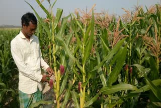 Cultivating Corn and new income source in pasture