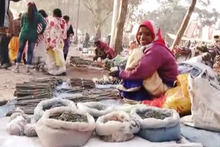 Jharkhand  forest is full of herbs