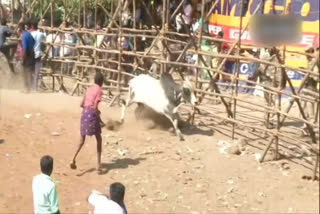 Jallikattu