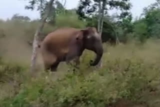 Terrifying Visuals of elephant rampaging in Erode