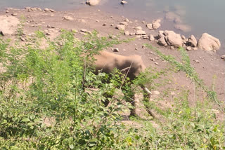 azhiyar dam elephant, forest elephant near pollachi aliyar dam, pollachi aliyar dam elephant in tribe areas, azhiyar dam, நடமாடும் காட்டு யானை, ஆழியார் அணை பகுதியில் காட்டு யானை
