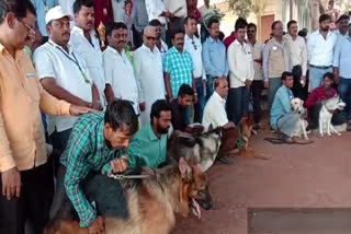 A dog show at a farm fair organized for the Siddheshwar Fair