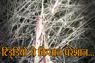 टिड्डी से किसान परेशान,  Locust attack in Sriganganagar