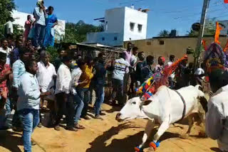 jellikattu games at vedurukuppam