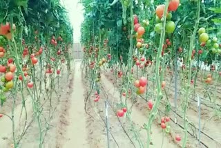 भारतीय कृषि अनुसंधान परिषद, जोधपुर काजरी न्यूज, जोधपुर लेटेस्ट हिंदी खबर, jodhpur latest news, Indian Council of Agricultural Research, jodhpur kajri