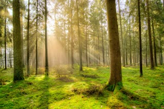 forest, காடுவளர்ப்பு