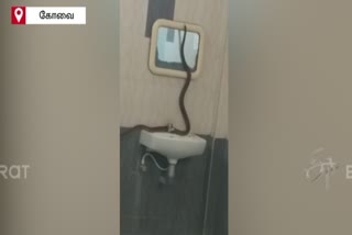 snake in university hostel