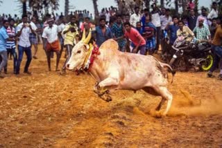 Vadamalapur Jallikattu