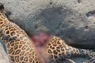 leopard death