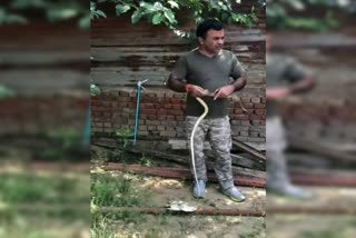 1200 snakes have been rescued gurugram