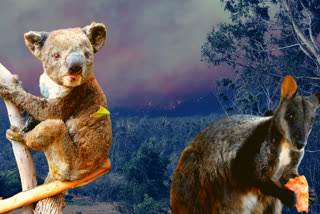 Scientists seek rare species survivors amid Australia flames