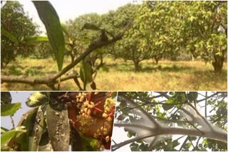 disease to mango crop in Kolar