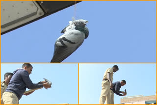 Fire_Fighters_Rescued_The_Pigeon in hyderabad