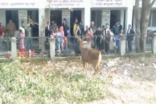 reindeer-in-roshanabad-court-campus