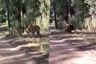 viral-video-of-tigers-fighting