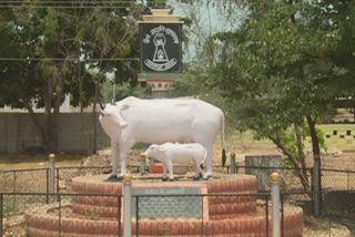 Davanagere goshala is looking after more than 500 cattle