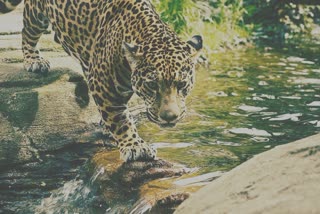 Tingkhang Leopard Attacked