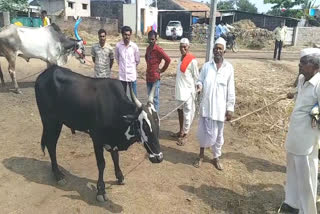 ಜಾನುವಾರು ಮಾರಾಟಕ್ಕೆ ಮುಂದಾದ ಗಡಿಭಾಗದ ರೈತರು