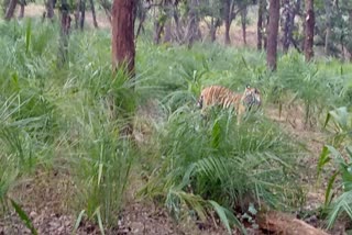 tiger found gondekhari bhandara