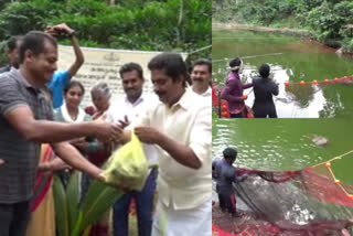 Young farmer with success story in fish farming  മത്സ്യകൃഷിയില്‍ വിജയഗാഥ  Young farmer with success story  മത്സ്യകൃഷിയില്‍ നൂറുമേനി  മത്സ്യകൃഷി  ഇടുക്കി