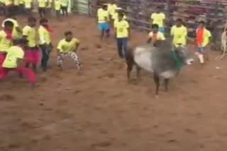 jallikkattu