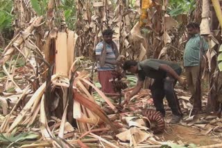 elephant damaged trees