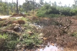 The mangroves were extensively cut down  കണ്ടല്‍ കാടുകള്‍ വ്യാപകമായി വെട്ടിനിരത്തി  പൊന്നാനിയിലെ അരയേക്കറോളം സ്ഥലത്തെ കണ്ടൽകാടുകള്‍  മലപ്പുറം  കണ്ടല്‍ കാടുകള്‍  mangroves  mangroves were extensively cut down  ponnani  malappuram