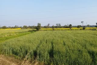 Crops benefit from rain